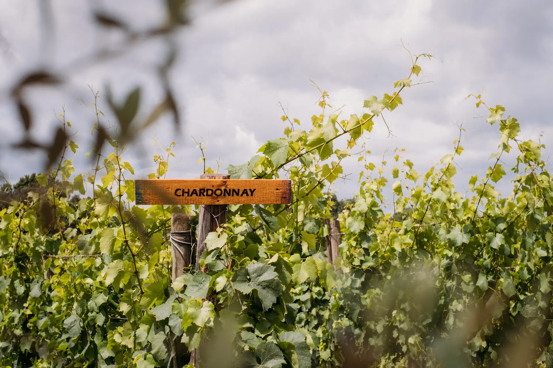 I vigneti della Tenuta Ronci