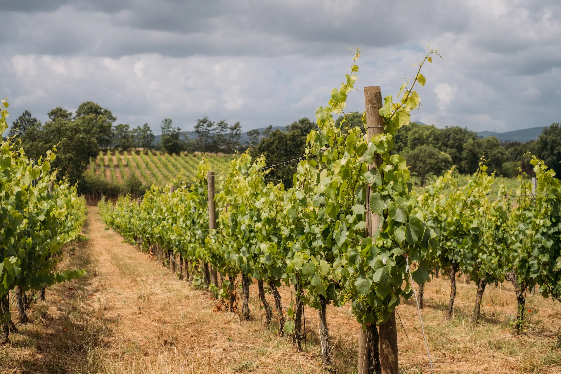Veduta dei vigneti della Tenuta Ronci